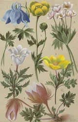 Alpine Flora